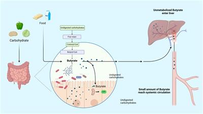 Butyrate: a bridge between intestinal flora and rheumatoid arthritis